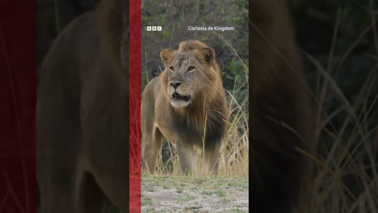 Hiena grávida é salva por leão de ataque mortal de cães selvagens