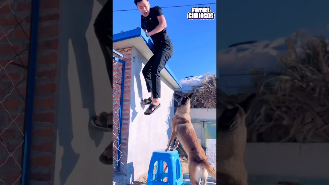 🐕 UMA LIÇÃO DE LEALDADE! Cachorro herói salva seu dono do telhado 🏠