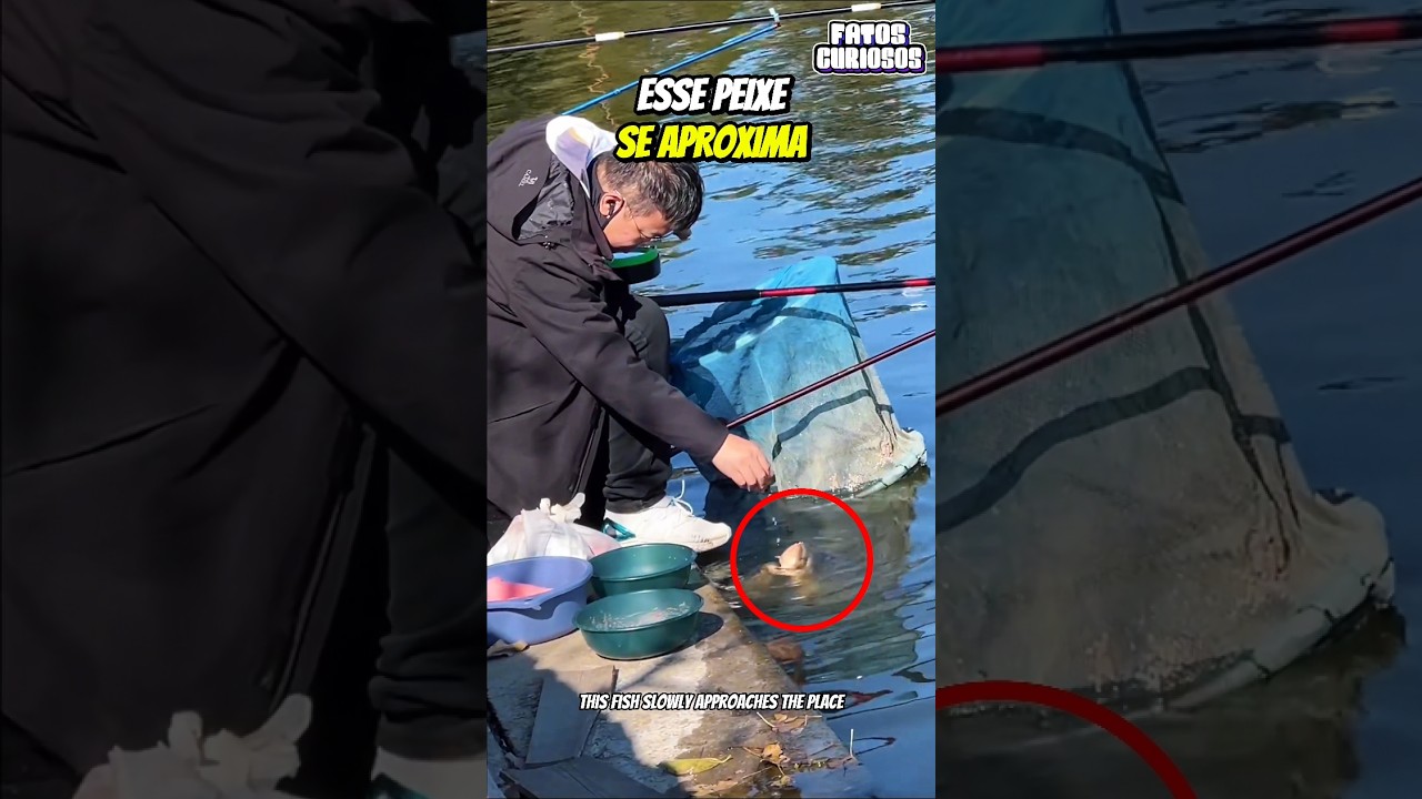 🐟 AMIZADE INESPERADA! Esse Peixe Sobe até a Superfície para Pedir Comida a Esse Garoto 🤯