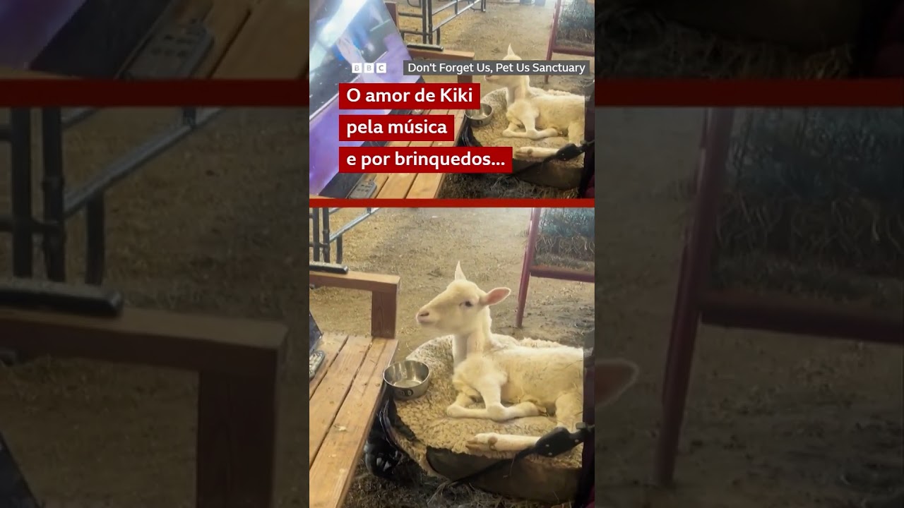 Kiki, a ovelha que usa cadeira de rodas e adora música
