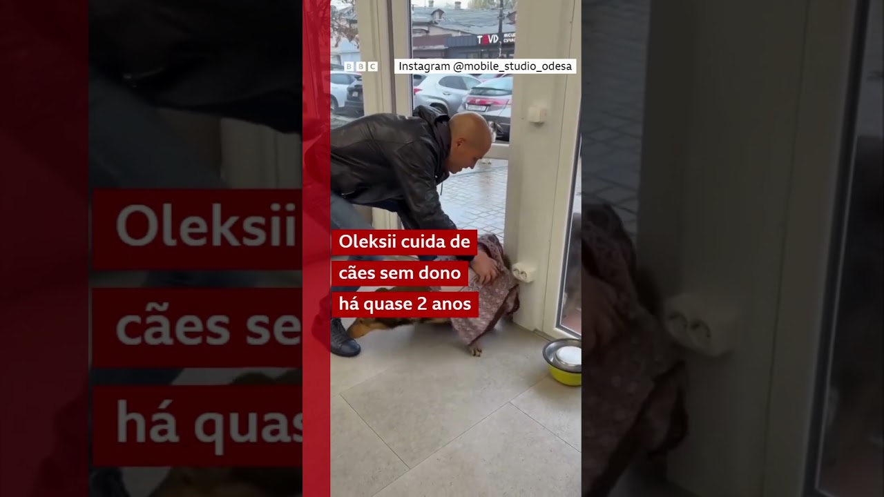 Lojista acalma cachorros sem dono durante bombardeio russo na Ucrânia