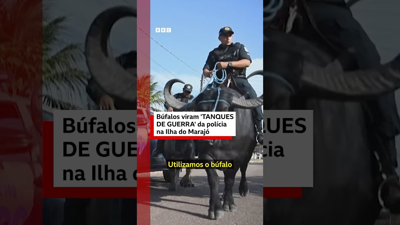 Policiais montam búfalos para patrulhar ilha perto de Belém, cidade-sede da COP30