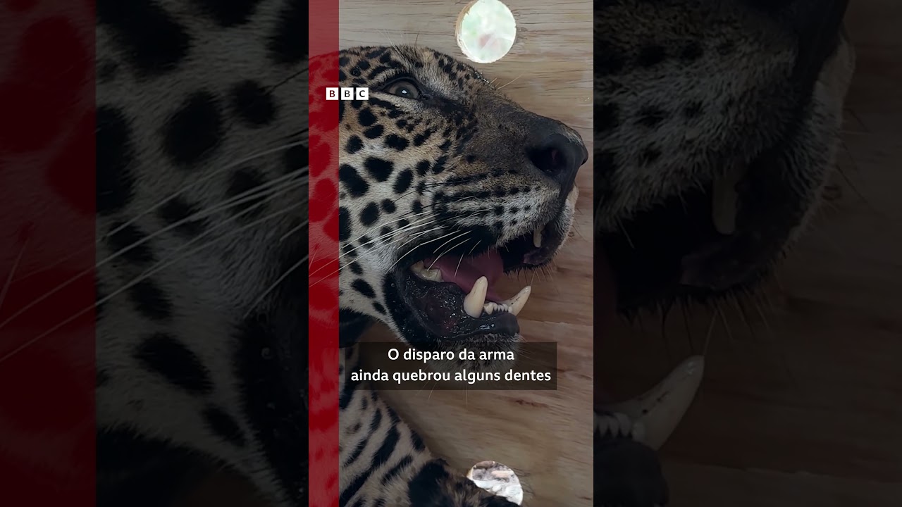 Onça-pintada baleada é devolvida à natureza após recuperação