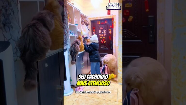 🥹 A MELHOR BOAS-VINDAS! É assim que eles recebem sua humana quando ela chega da escola 🎒🐶