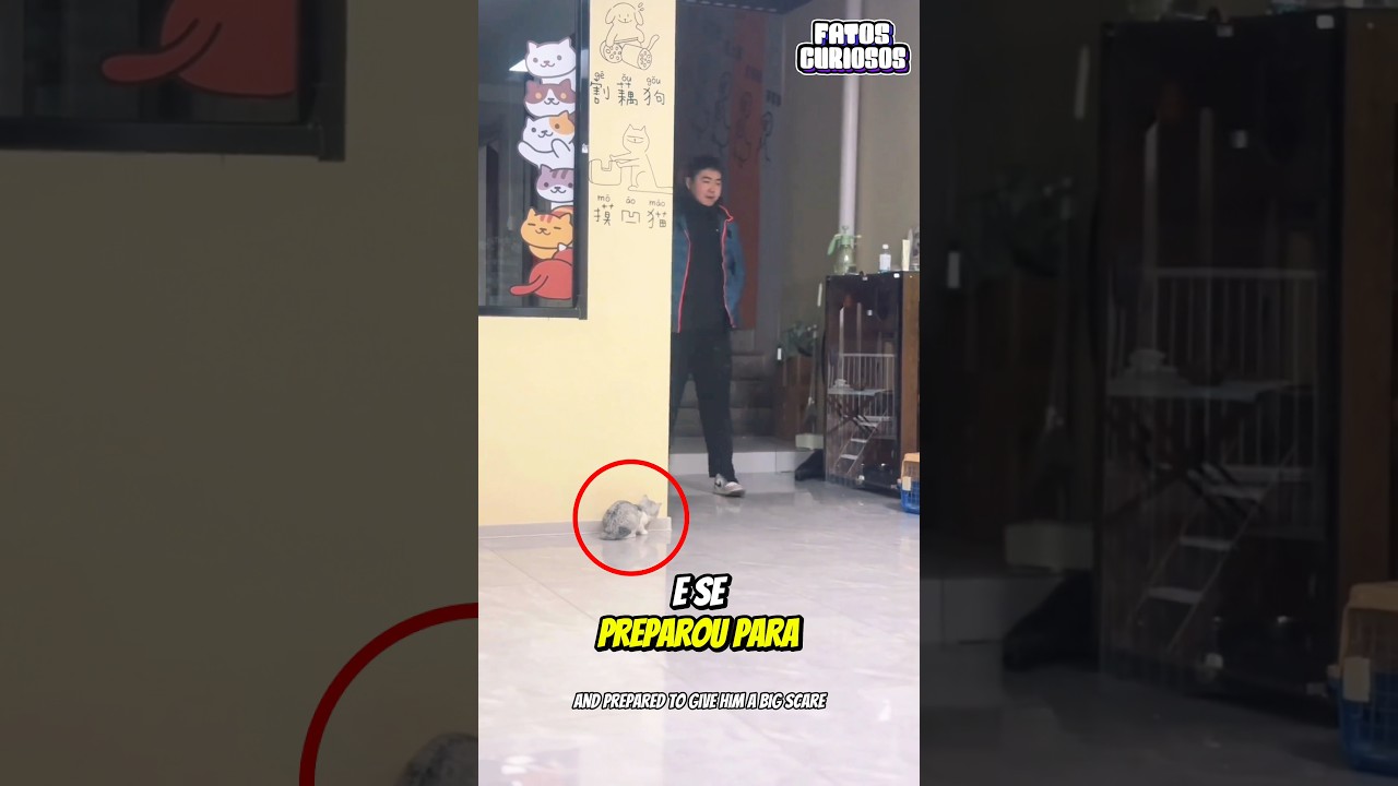 😹 O GATINHO MAIS FOFO! Tentou Assustar Seu Dono, Mas Falhou Miseravelmente 🤦‍♂️