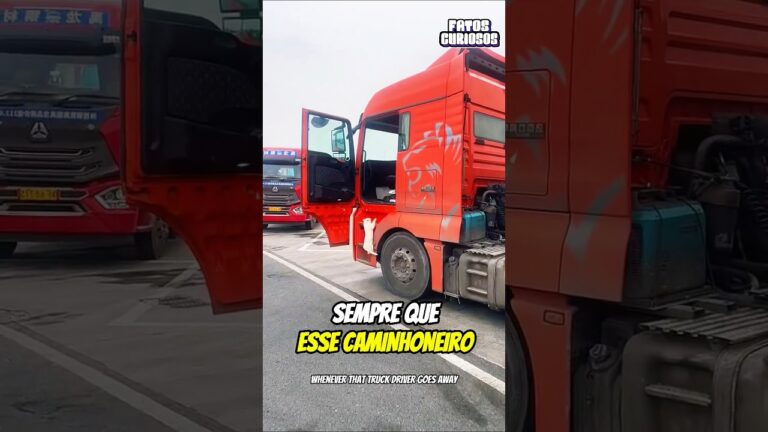 🐱🚛 A COMITIVA MAIS FOFA! O caminhoneiro que nunca viaja sozinho ✨