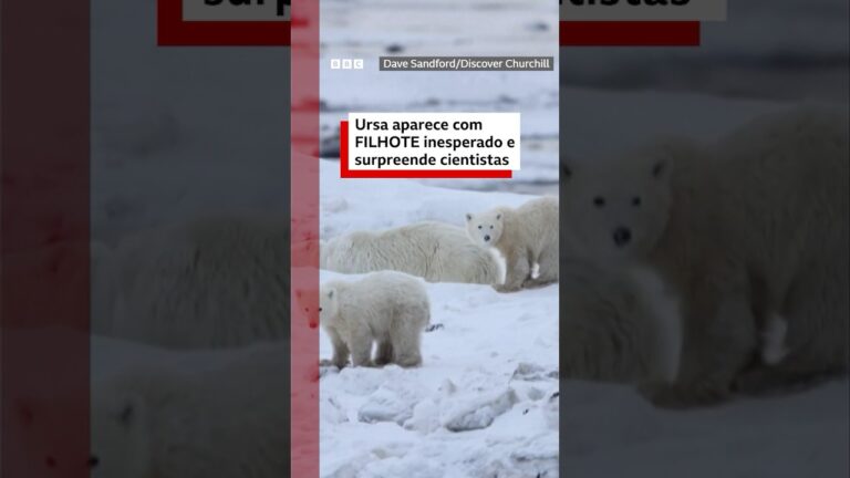 O raro e 'inspirador' caso da mãe ursa-polar que adotou filhote de outra fêmea