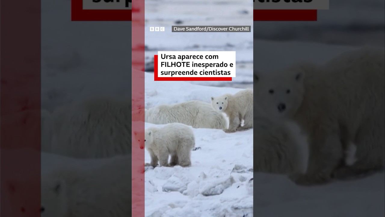 O raro e 'inspirador' caso da mãe ursa-polar que adotou filhote de outra fêmea