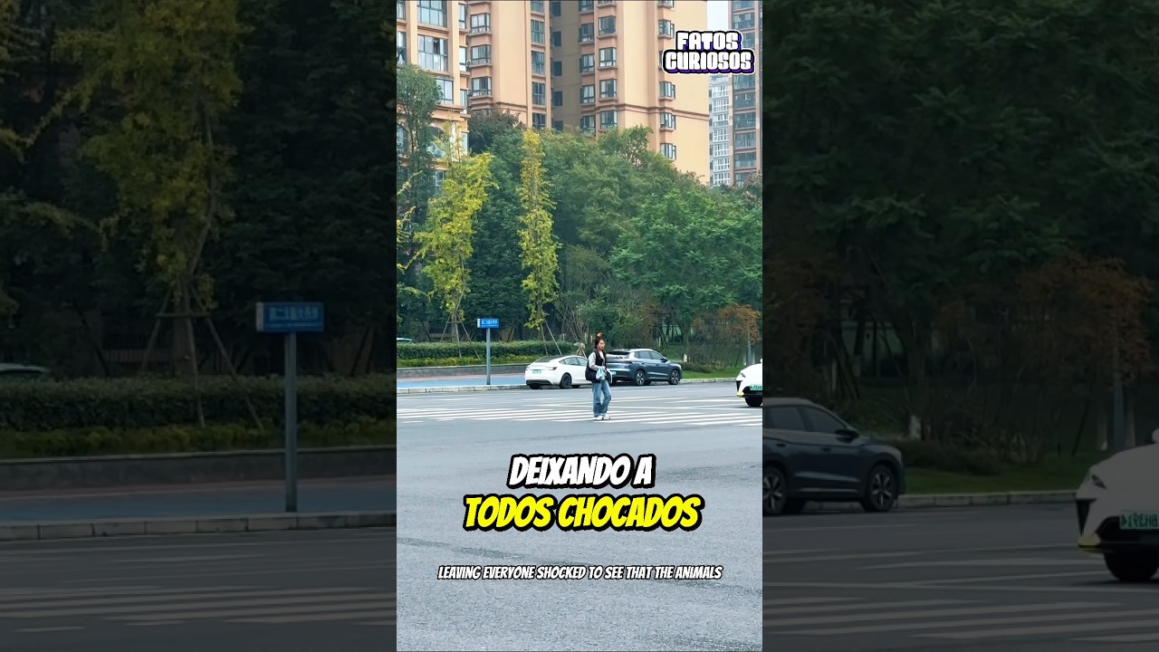 🦜 AMOR VERDADEIRO! Pássaros Que Voam ao Lado De Sua Dona Aonde Quer que Ela Vá ❤️