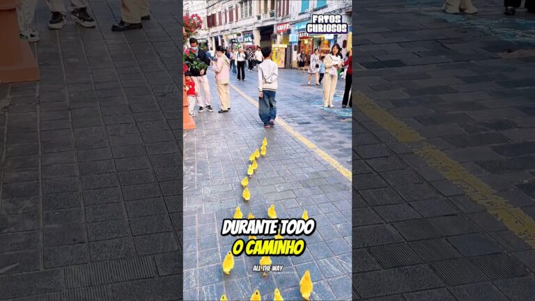 🦆 FIDELIDADE PURA! Patinhos Seguem Seu Pequeno Dono em Fila Indiana Por Onde Ele For 💛