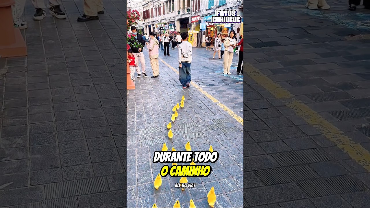 🦆 FIDELIDADE PURA! Patinhos Seguem Seu Pequeno Dono em Fila Indiana Por Onde Ele For 💛