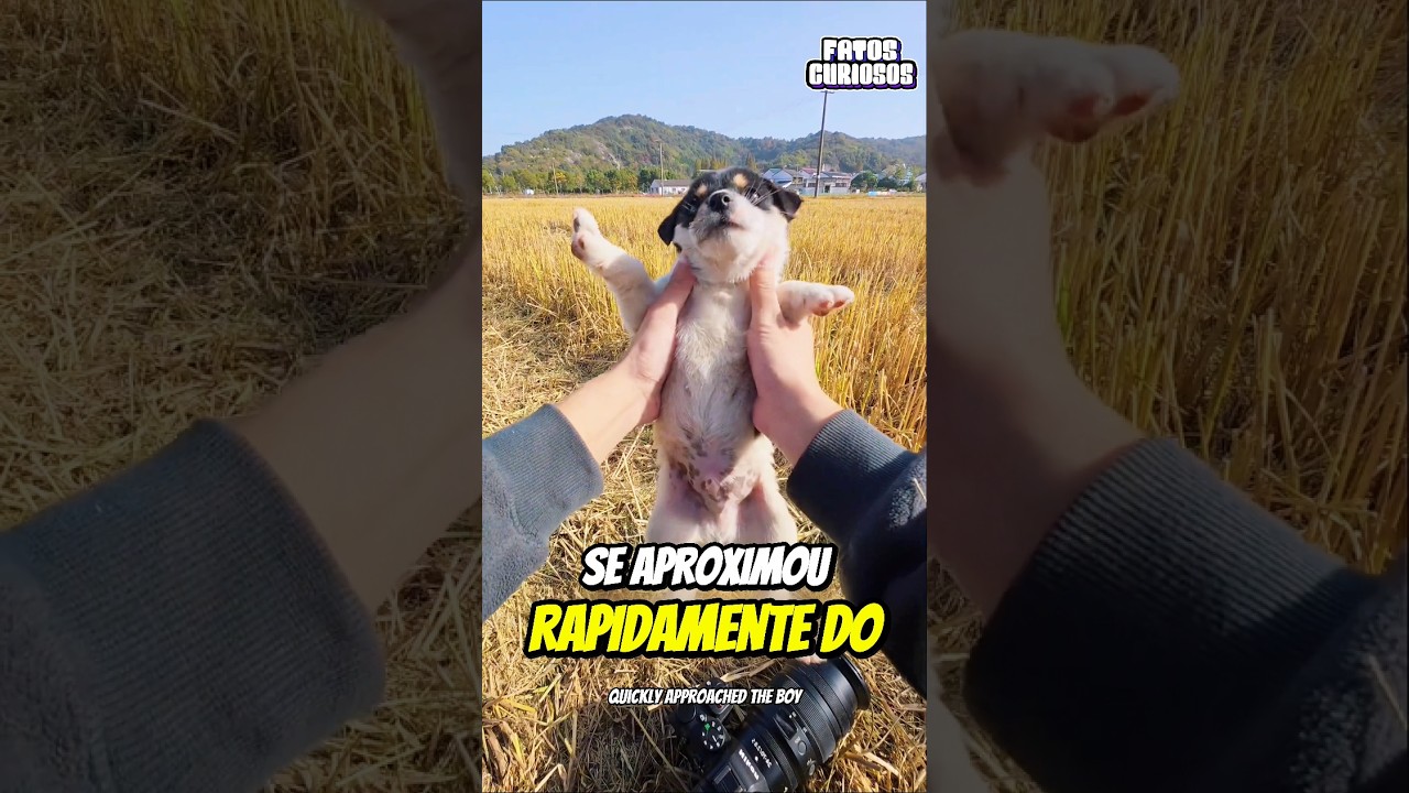 CACHORRINHO CURIOSO VIROU MODELO E GANHOU UM NOVO LAR 🏡