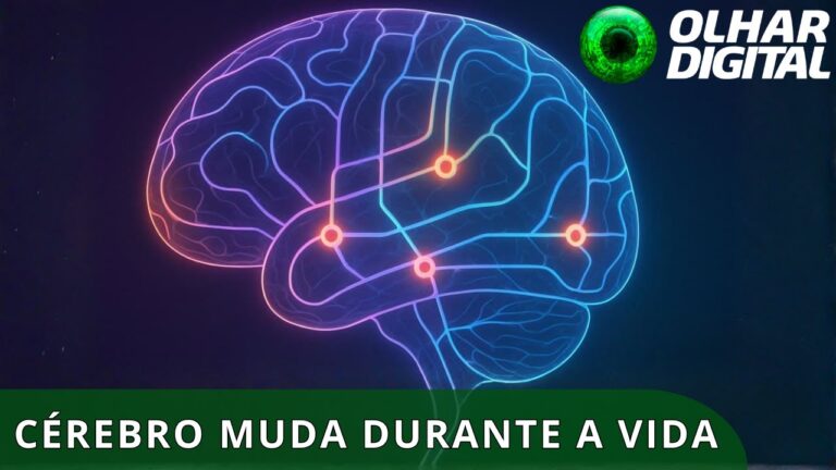 Cérebro humano recalcula rota quatro vezes ao longo da vida