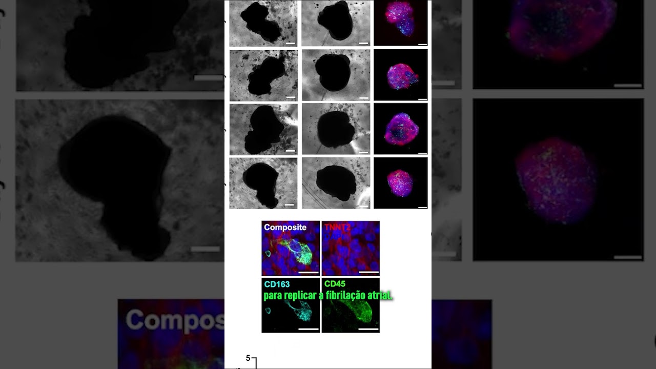 Cientistas desenvolvem mini coração humano