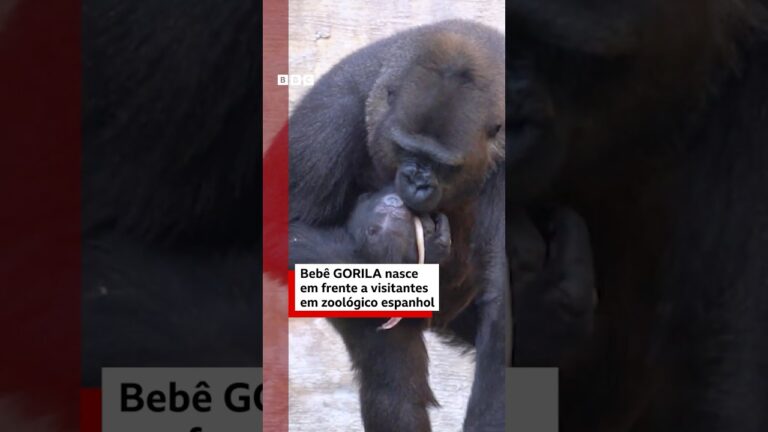 Gorila de espécie ameaçada dá à luz diante do público em zoológico da Espanha