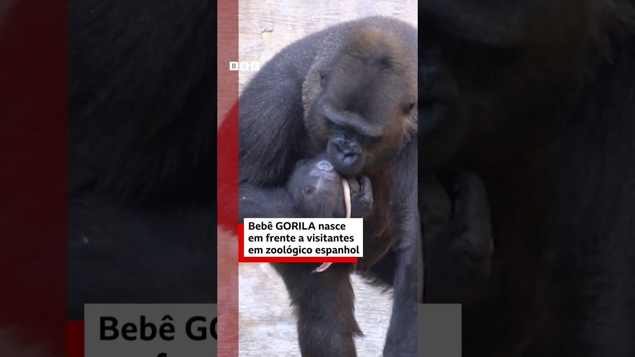 Gorila de espécie ameaçada dá à luz diante do público em zoológico da Espanha