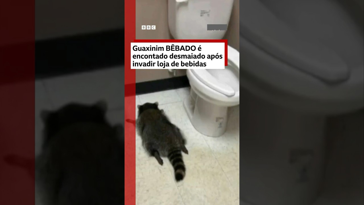 Guaxinim invade loja de bebida, 'bebe todas' e é achado desmaiado por funcionários no dia seguinte
