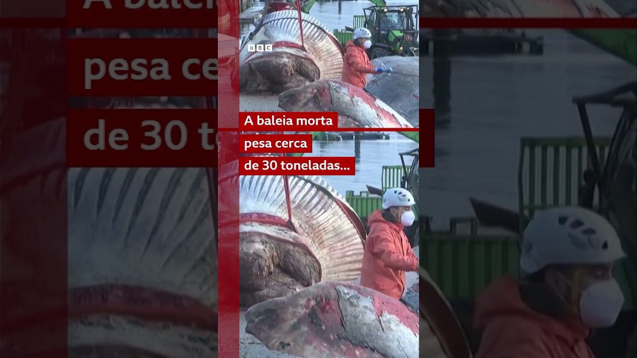 Baleia de 21 metros é removida de porto na Espanha 🏗️🐳