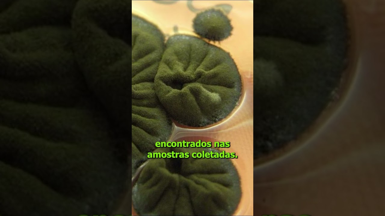 Fungos de Chernobyl intrigam cientistas ao crescer com radiação