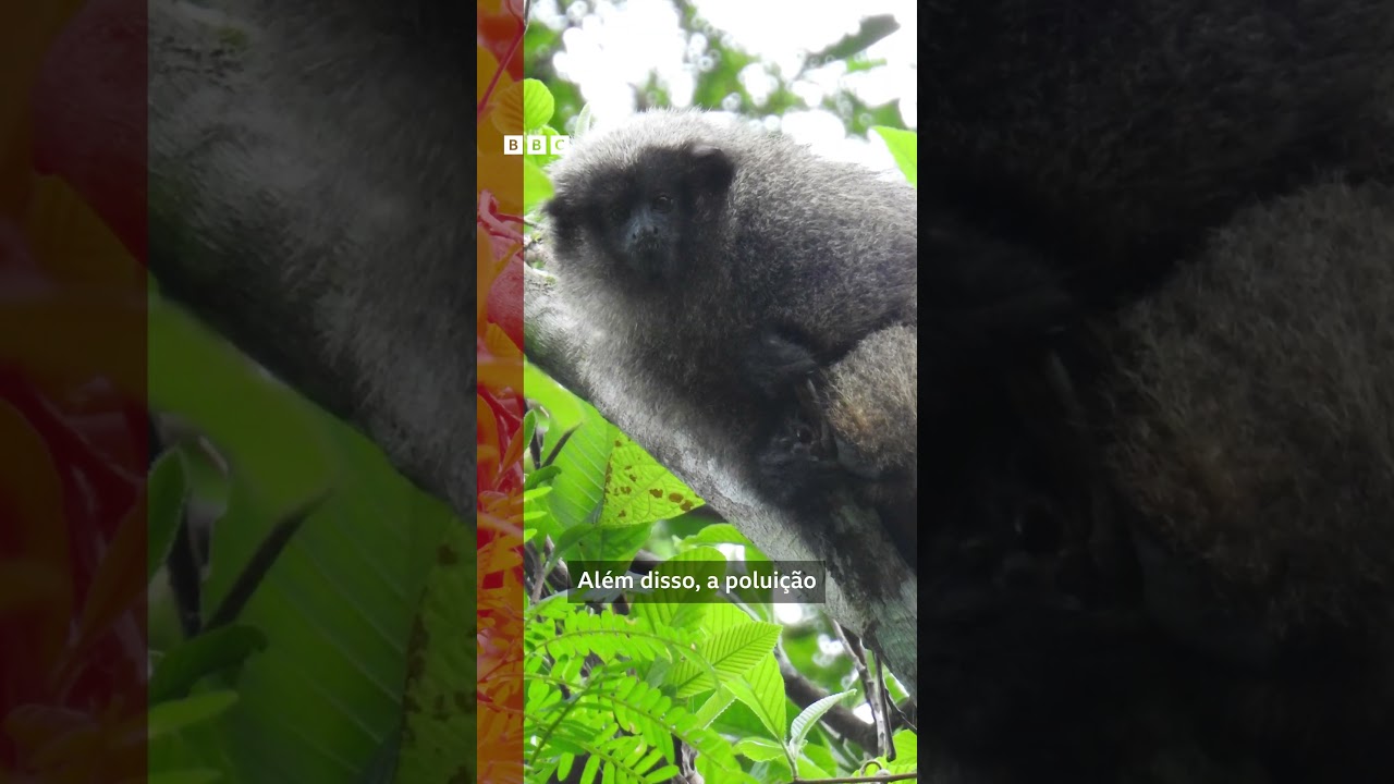 O que primeiro registro de sauá albino na Mata Atlântica representa para o meio ambiente