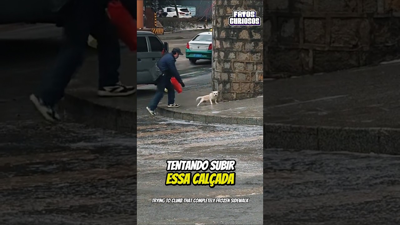 🧊 UM EMPURRÃOZINHO DE AMOR! Ajudou Esse Cachorrinho no  Momento Certo 🐶❤️