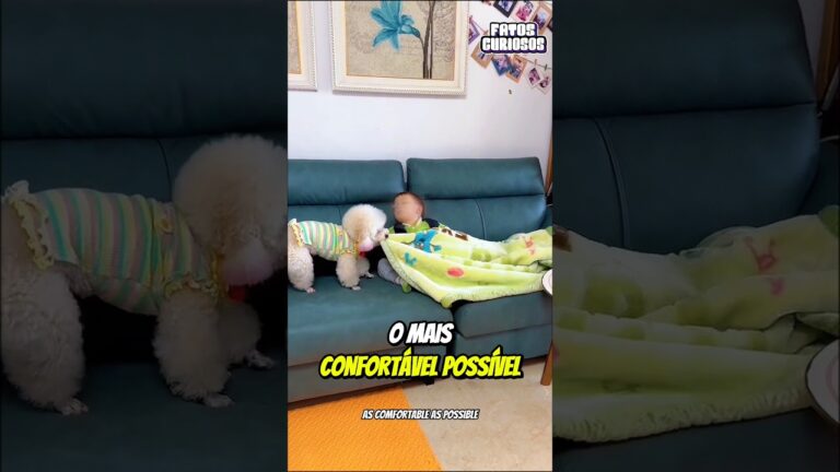 O NOBRE GESTO DE AMOR DESSE CACHORRINHO EMOCIONOU A TODOS
