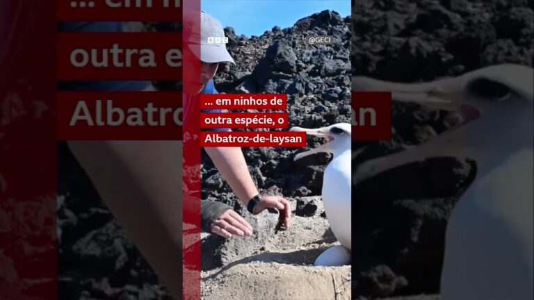 Os filhotes de albatroz criados por mães do outro lado do mundo
