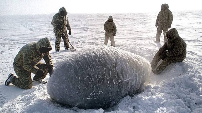 Ovo gigante misterioso encontrado na Antártica após 66 milhões de anos