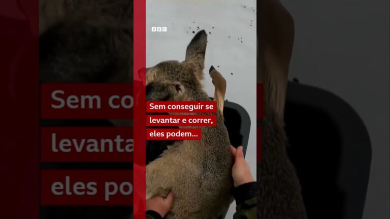 Pescadores salvam bambis caídos em lago congelado na Sibéria