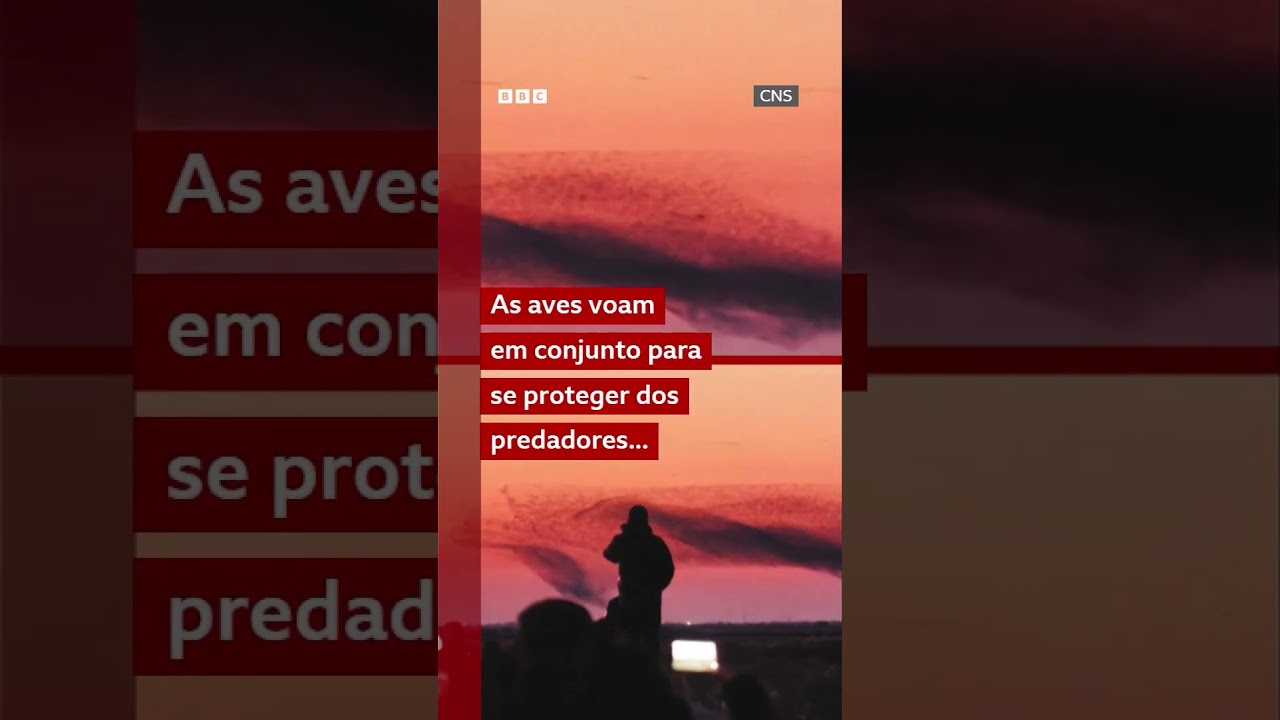 Revoada de aves impressiona nos céus da China