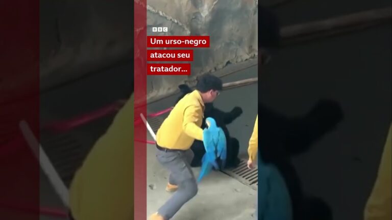 Urso-negro ataca cuidador em zoológico chinês