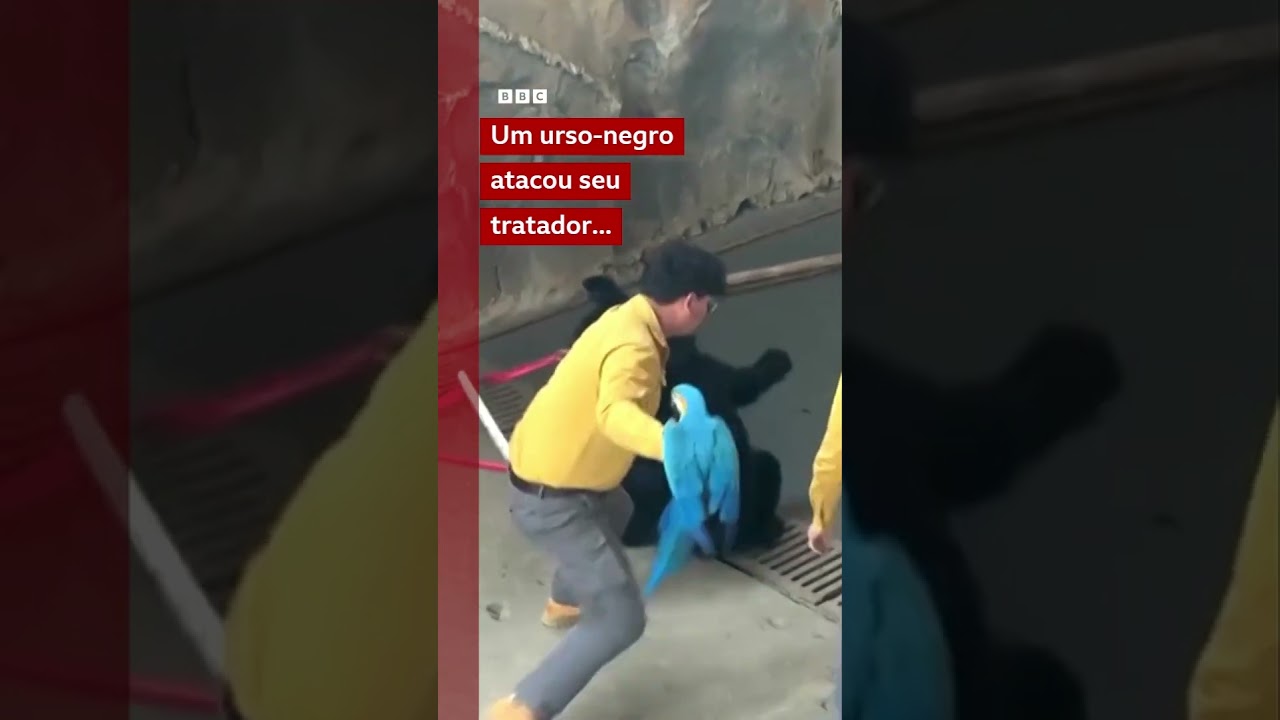 Urso-negro ataca cuidador em zoológico chinês