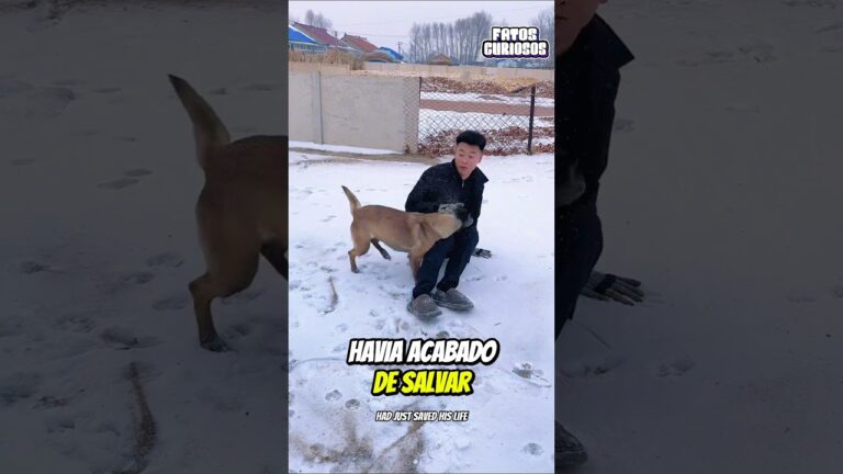 🐕 HERÓI DE QUATRO PATAS! Sua Lealdade Salvou a Vida Do Seu Dono No Último Segundo 💥