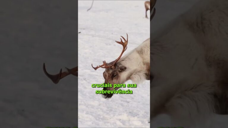 Ártico entra em uma “nova era” de extremos climáticos sem precedentes