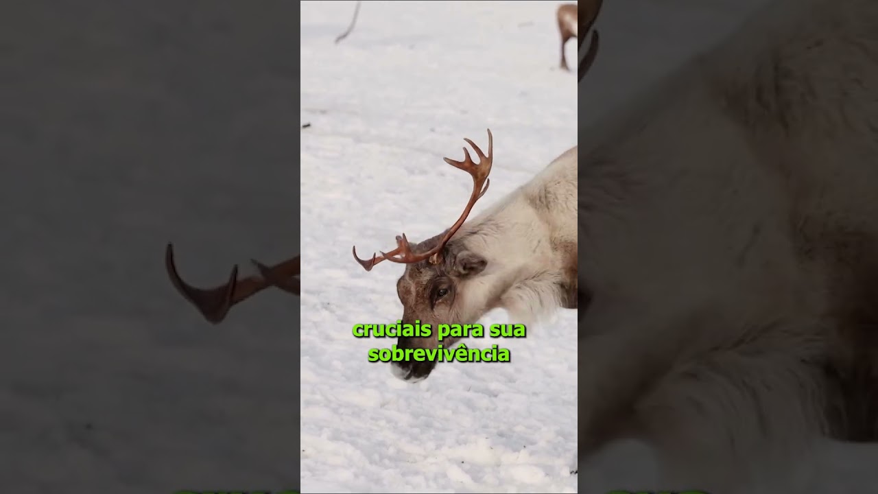 Ártico entra em uma “nova era” de extremos climáticos sem precedentes