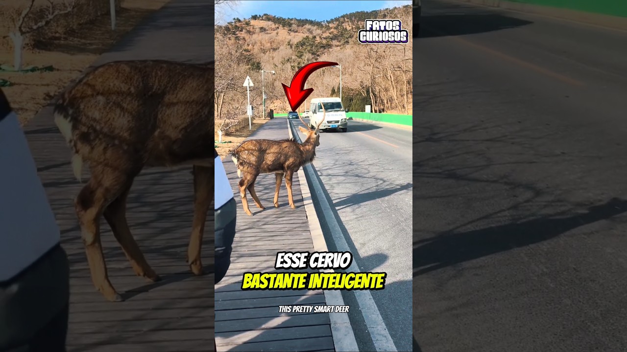 🦌 UMA LIÇÃO DE EDUCAÇÃO! Este Cervo Demonstrou Uma Inteligência Extraordinária 🧠✨