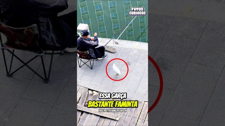 O NOBRE GESTO DE AMOR E EMPATIA DESSE SENHORZINHO DEIXOU A TODOS EMOCIONADOS