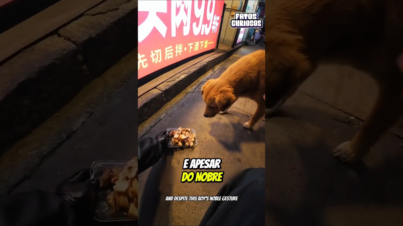 🙏 GESTO DE OURO! Ele Entendeu a Fome Em Seus Olhos e Não a Ignorou 🐾✨
