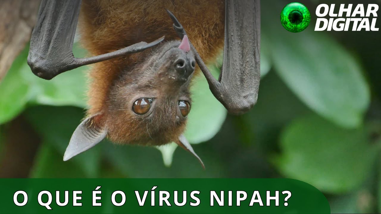 Nipah: vírus é classificado pela OMS como um patógeno prioritário