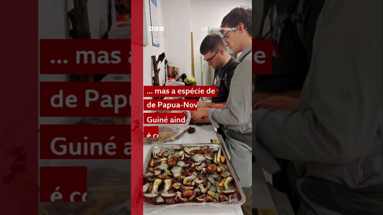 O misterioso cogumelo que faz as pessoas verem 'pessoinhas'