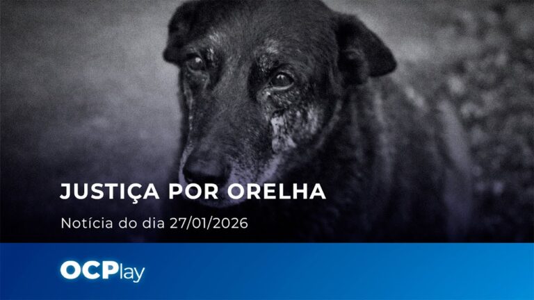 O que se sabe sobre a morte do cão Orelha em praia de SC
