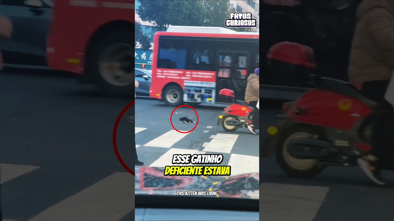 🛵 UM ANJO SOBRE DUAS RODAS! O Resgate Que Renova Nossa Fé Na Humanidade 🐾✨