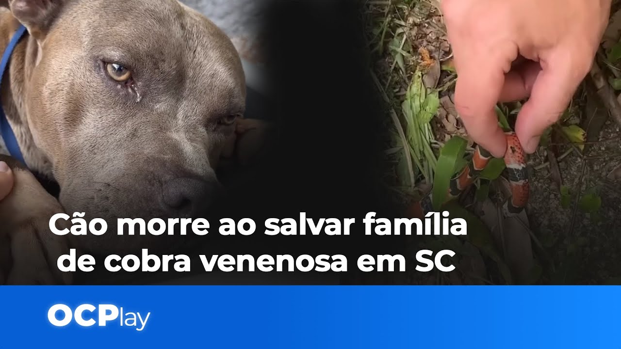 Cachorro morre ao salvar família de cobra venenosa em SC | Vídeo Emocionante!