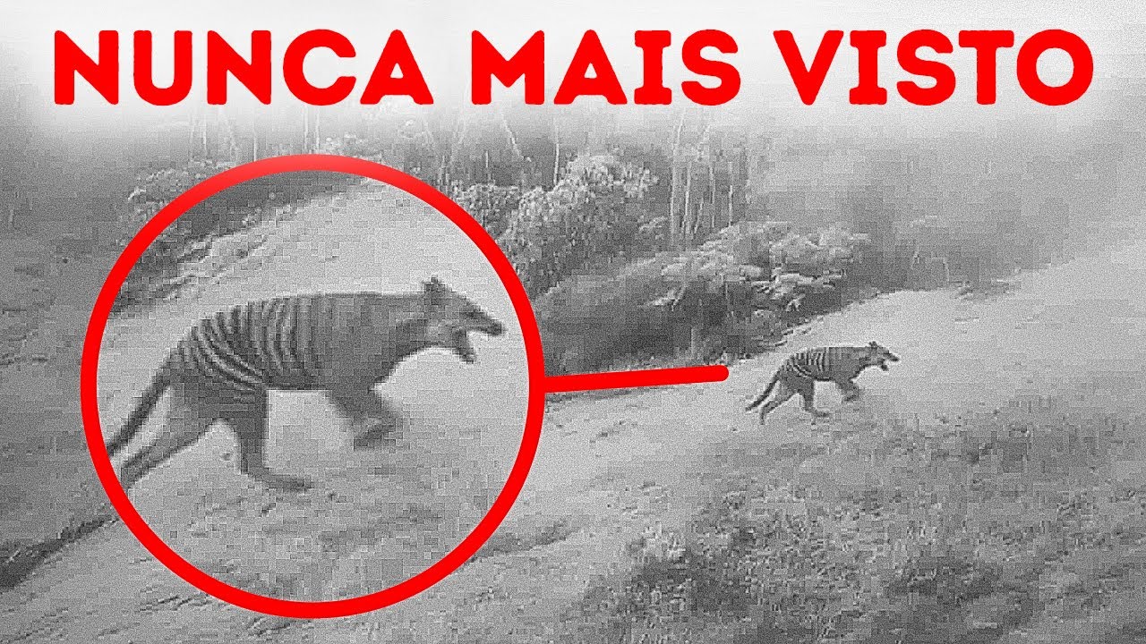 Os últimos encontros registrados com espécies extintas