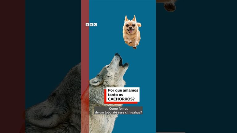 Por que amamos cachorros, segundo a ciência