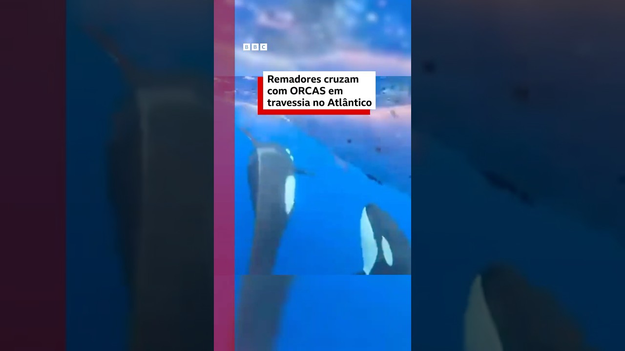Remadoras que cruzam Atlântico têm encontro com grupo de orcas