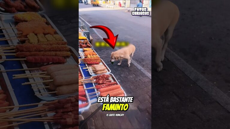 ESSE CACHORRINHO FAMINTO DEIXOU A TODOS DE CORAÇÃO PARTIDO 🥺❤