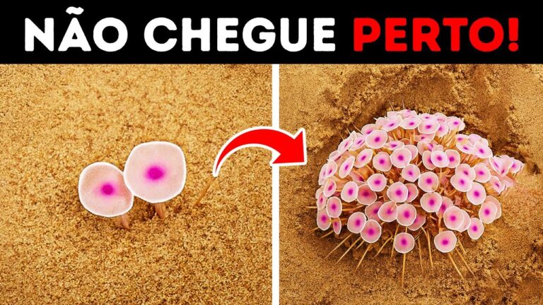 Toque nestas lindas plantas e pronto