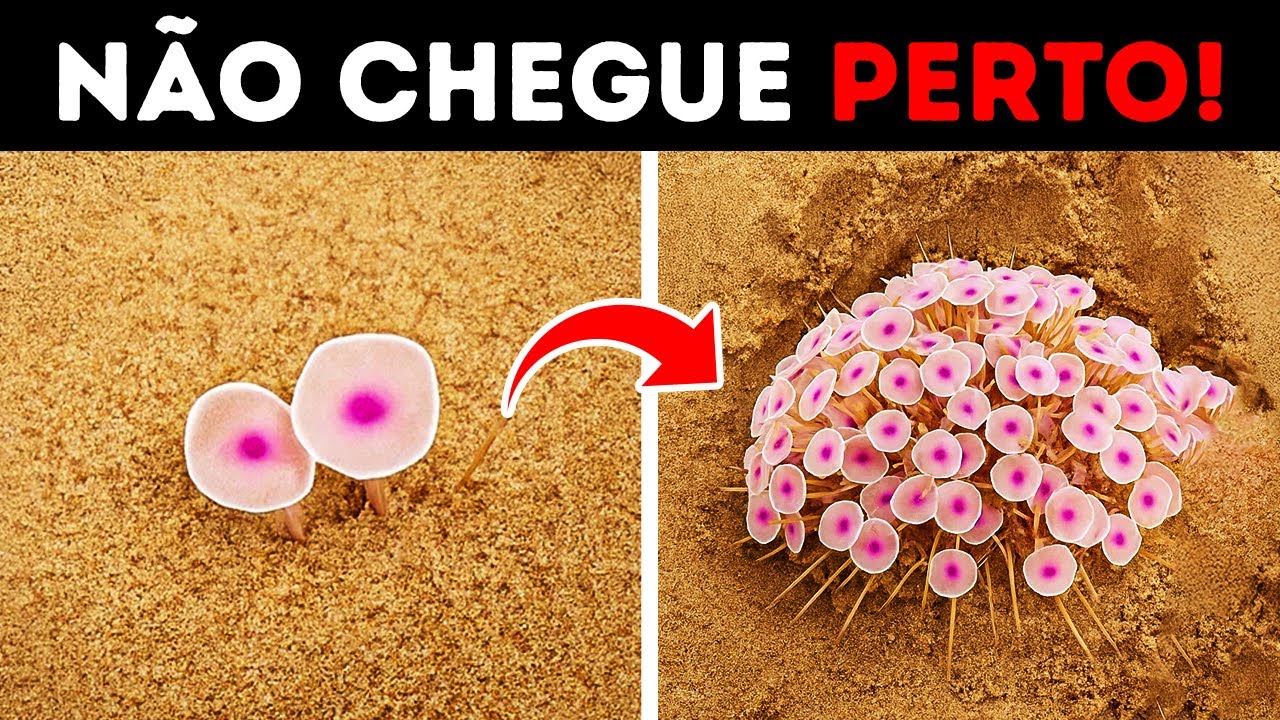 Toque nestas lindas plantas e pronto