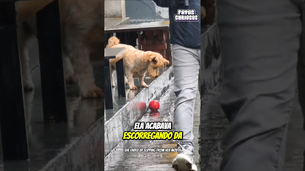 UM GESTO SIMPLES DE AMOR QUE VAI TE FAZER RECUPERAR A FÉ NA HUMANIDADE